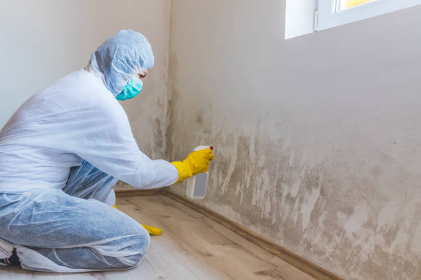 Licensed Mold Inspection service in Grassflat, PA - WQB Mold Removal