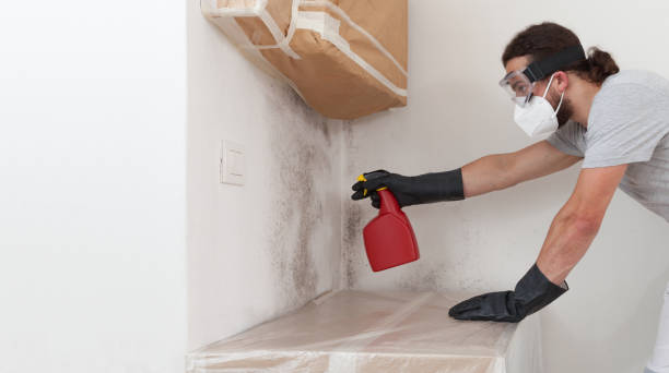 Professional Mold Inspection technician working in Grassflat, PA
