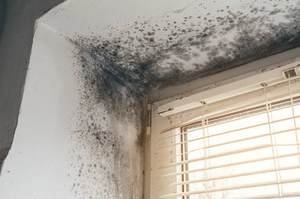 Affordable Mold Inspection solutions in Grassflat, PA