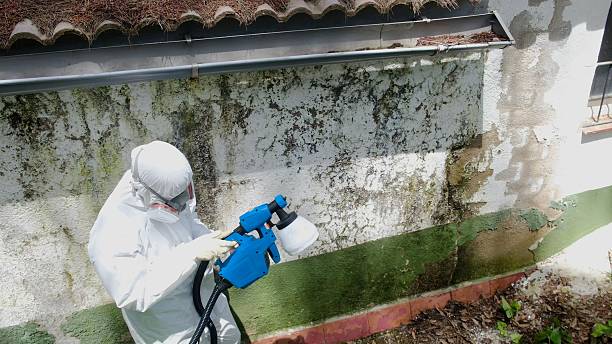 Top rated local Mold Inspection specialists in Grassflat, PA